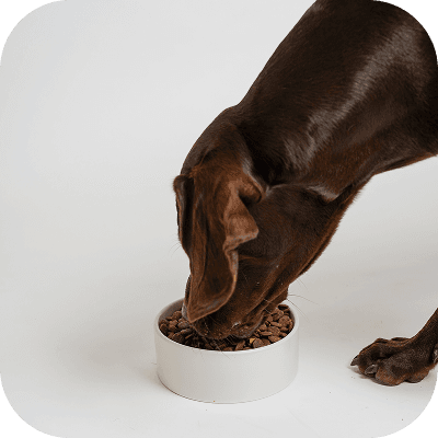 Cane che mangia il suo piano nutrizionale